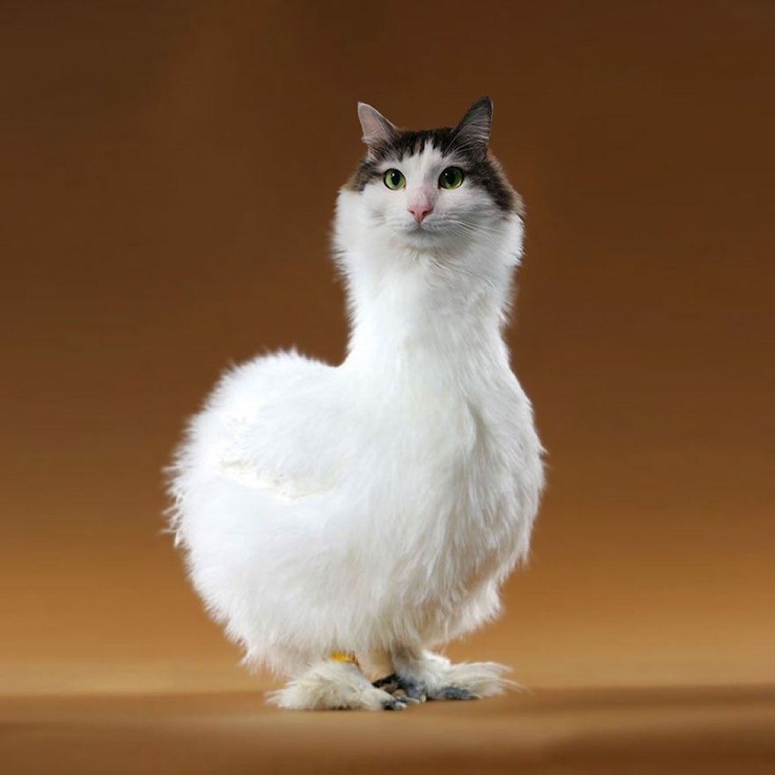 Instagram : elle fusionne ses chats avec d’autres animaux #6
