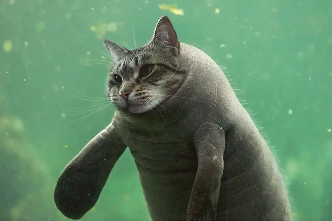 Instagram : elle fusionne ses chats avec d’autres animaux #16