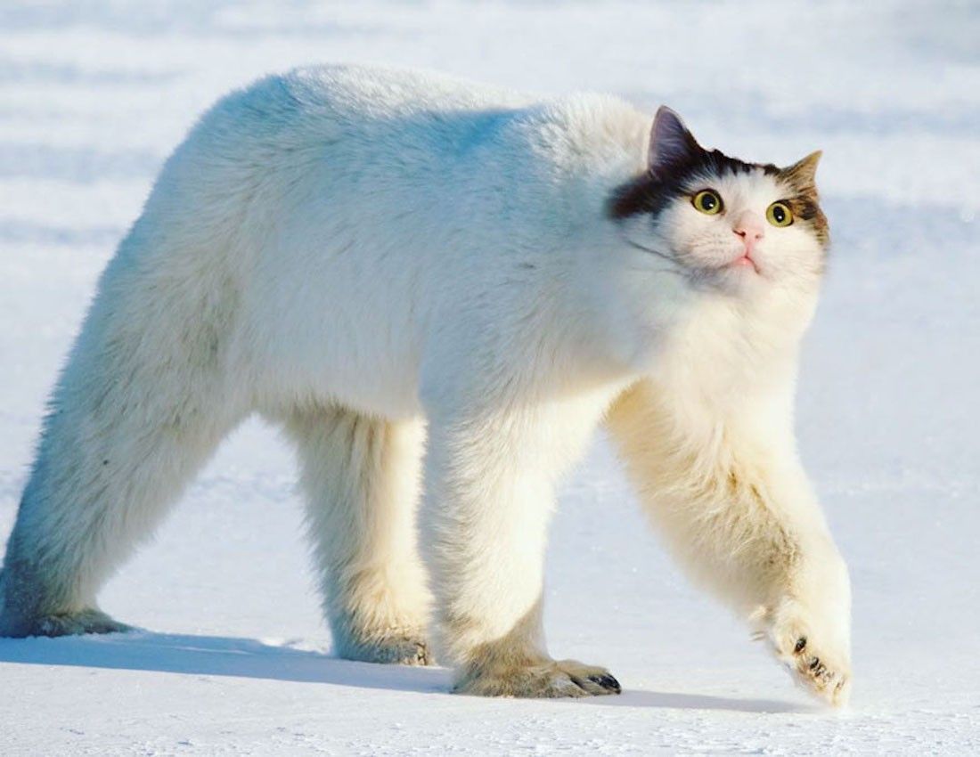 Instagram : elle fusionne ses chats avec d’autres animaux #15