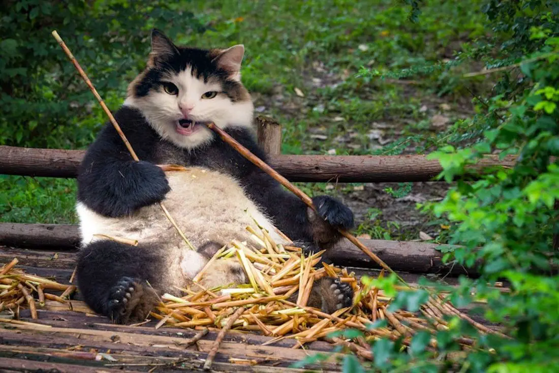 Instagram : elle fusionne ses chats avec d’autres animaux #13