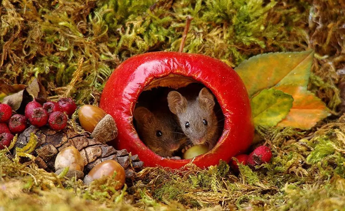 Ce photographe a construit un village de souris dans son jardin #8