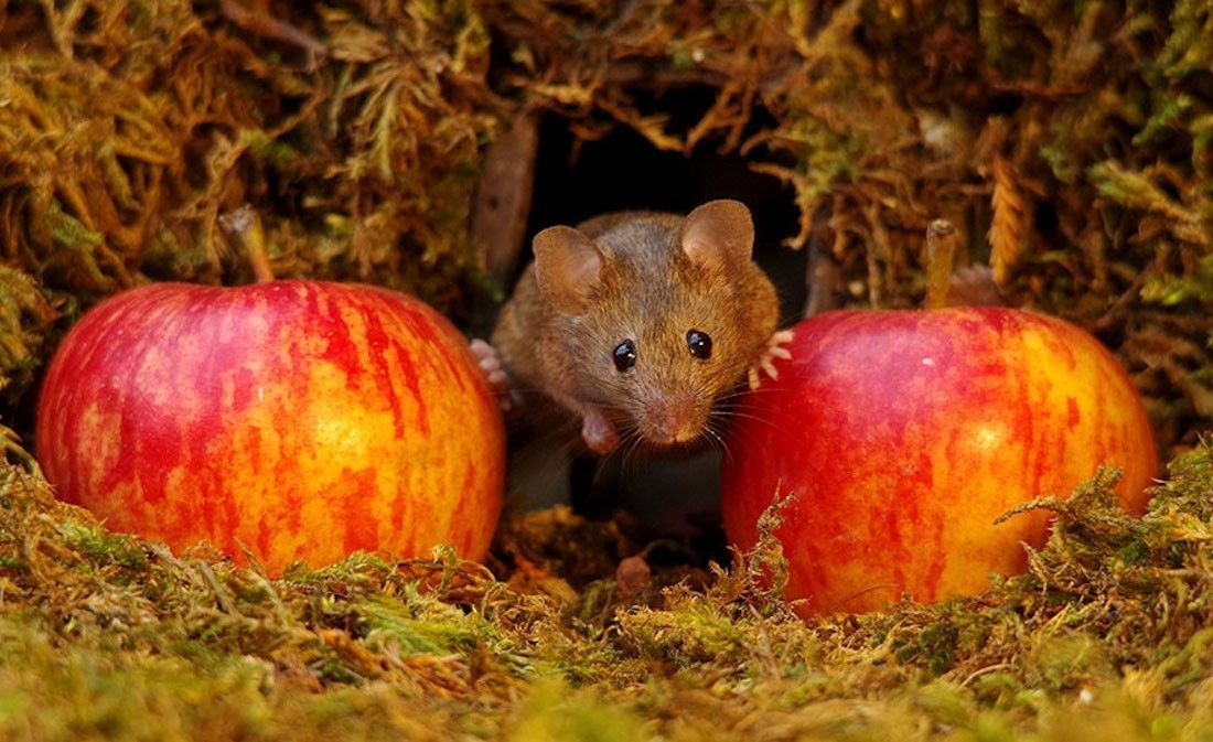 Ce photographe a construit un village de souris dans son jardin #12