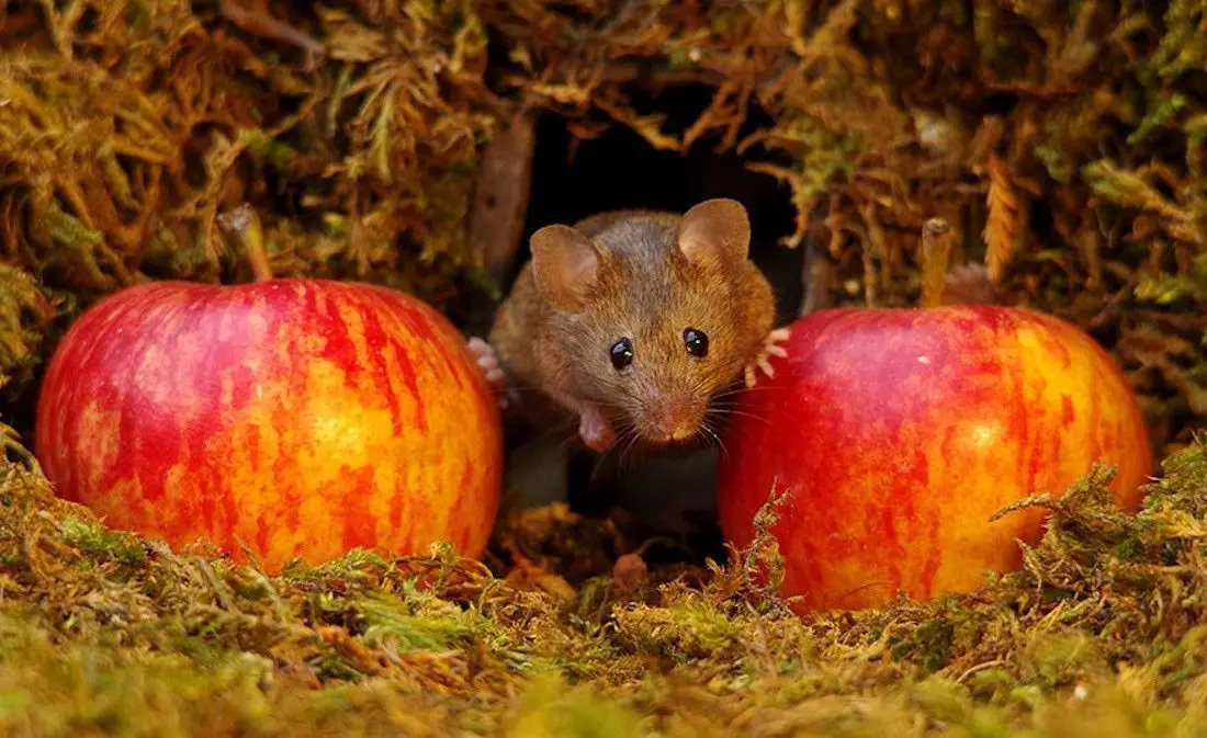 Ce photographe a construit un village de souris dans son jardin #12