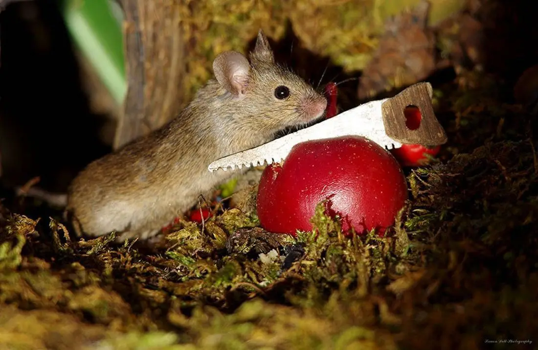 Ce photographe a construit un village de souris dans son jardin #10
