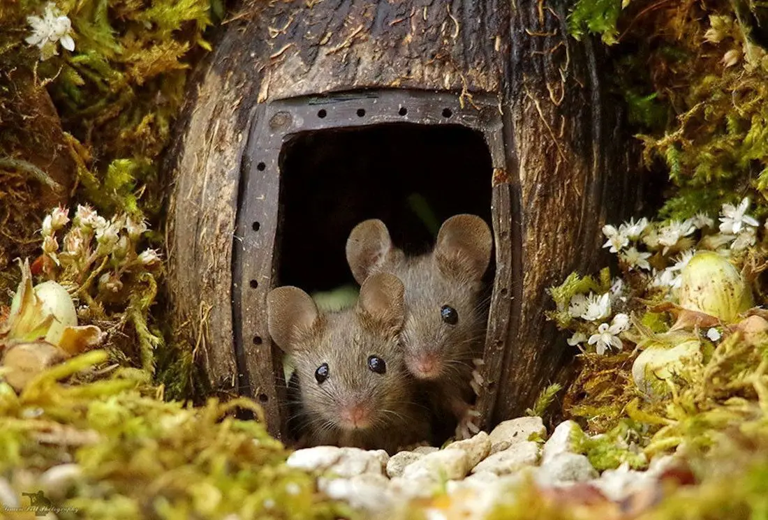 Ce photographe a construit un village de souris dans son jardin