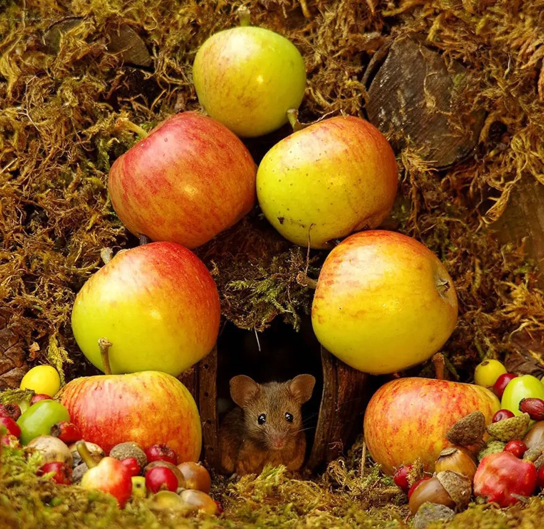 Ce photographe a construit un village de souris dans son jardin #6