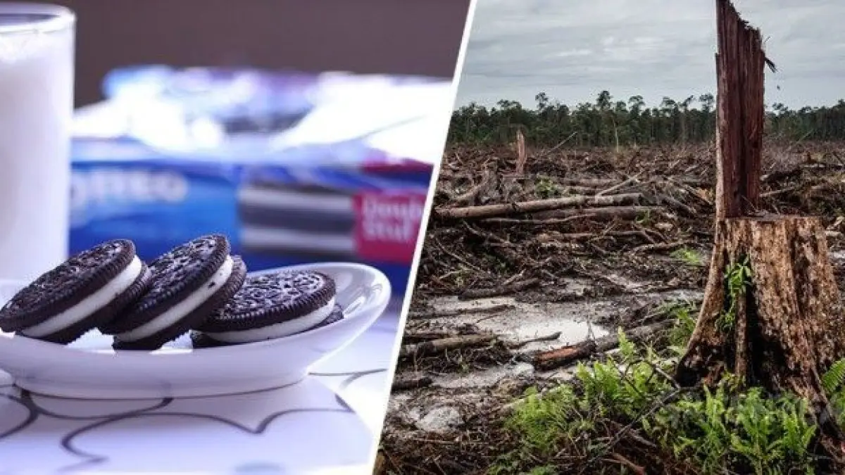 Oreo responsable de déforestation massive à cause de l’huile de palme
