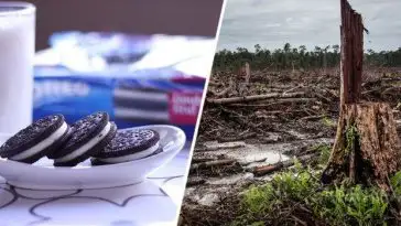 Oreo responsable de déforestation massive à cause de l’huile de palme