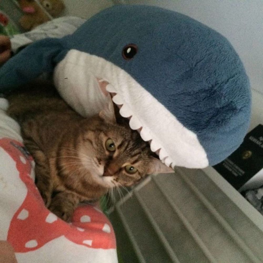 BLÅHAJ : l’adorable requin en peluche IKEA fait le buzz #3