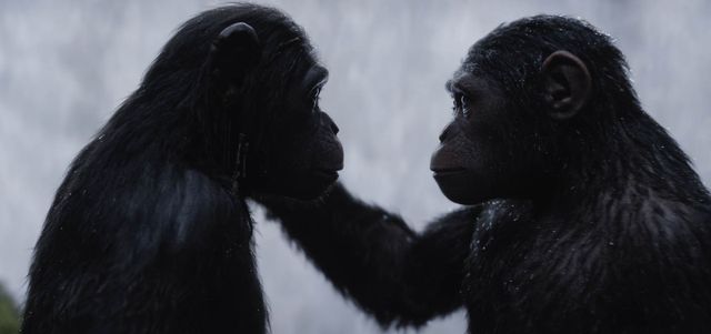 Chine : des scientifiques implantent un gène humain à des singes #3