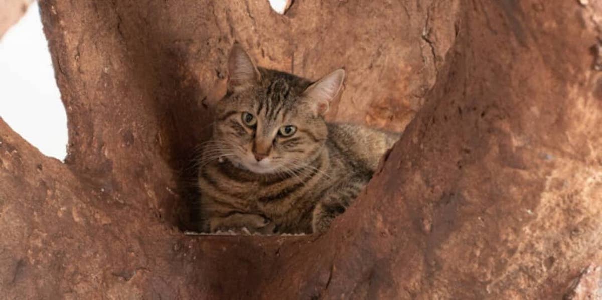 Cet arbre à chat grandeur nature est complètement dingue #7