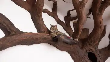 Cet arbre à chat grandeur nature est complètement dingue