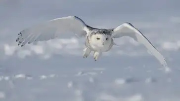 Ce drone russe militaire est camouflé en hibou