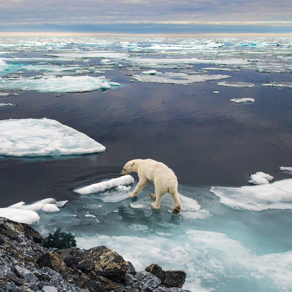 EarthApp : Greenpeace détourne FaceApp pour montrer le futur visage de la Terre #2
