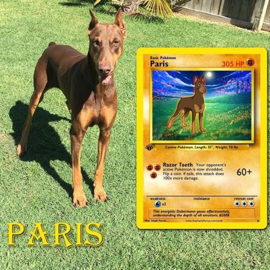 Pokémon : cette artiste réalise des cartes Pokémon à l’effigie de votre animal #4