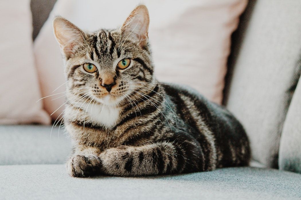 Des sacs en forme de chats ultra-réalistes