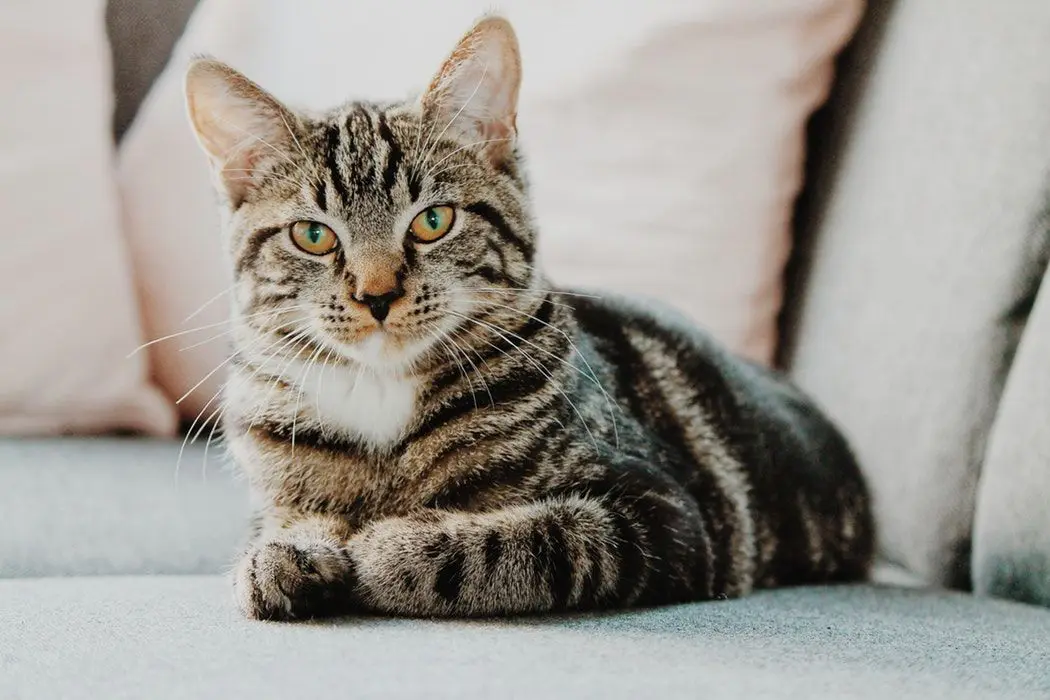 Chat