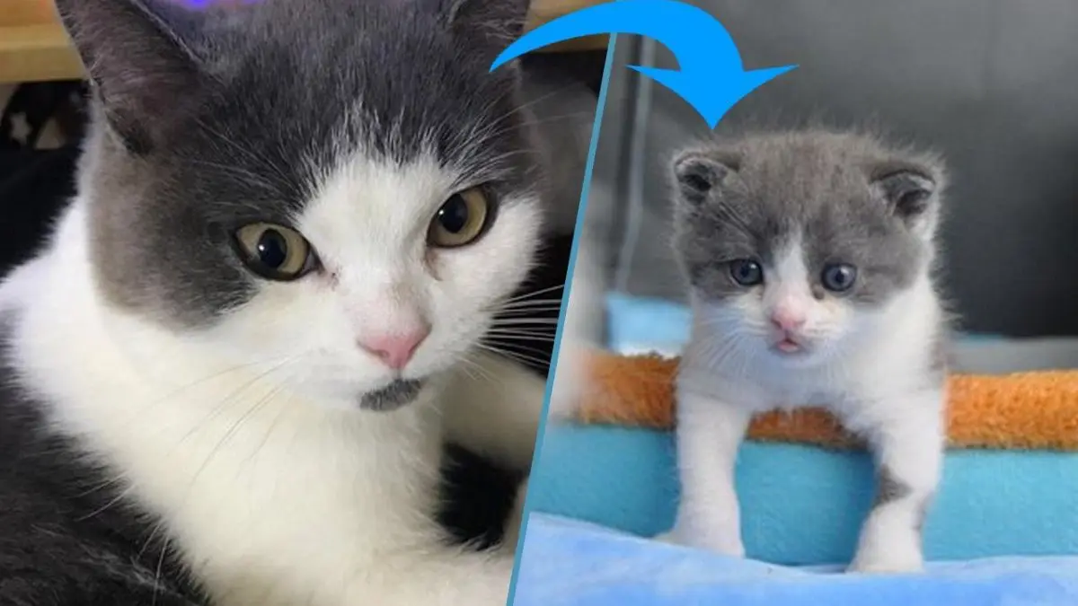 Chine : premier clonage de chat réussi