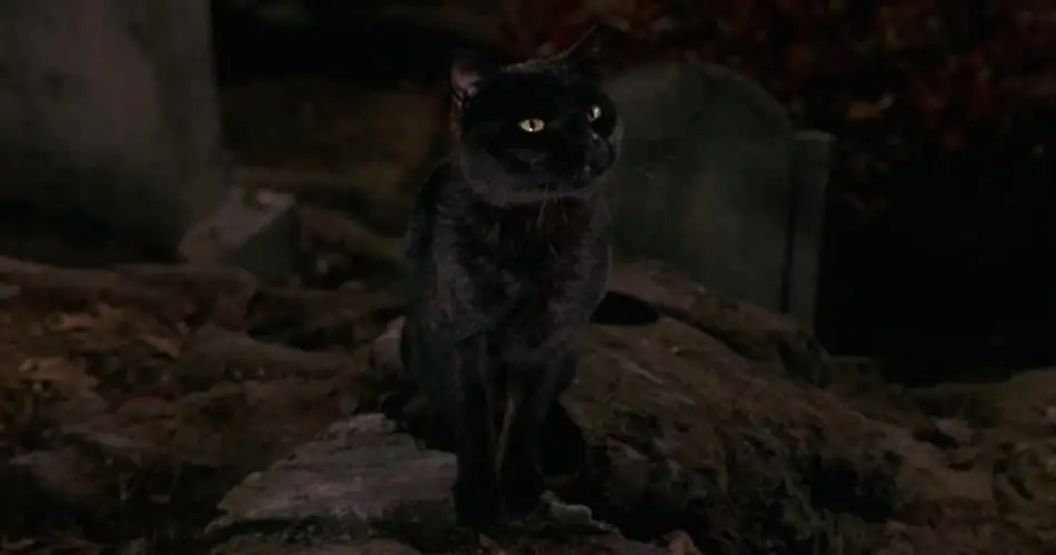 Hocus Pocus 2 en préparation sur Disney+ #4
