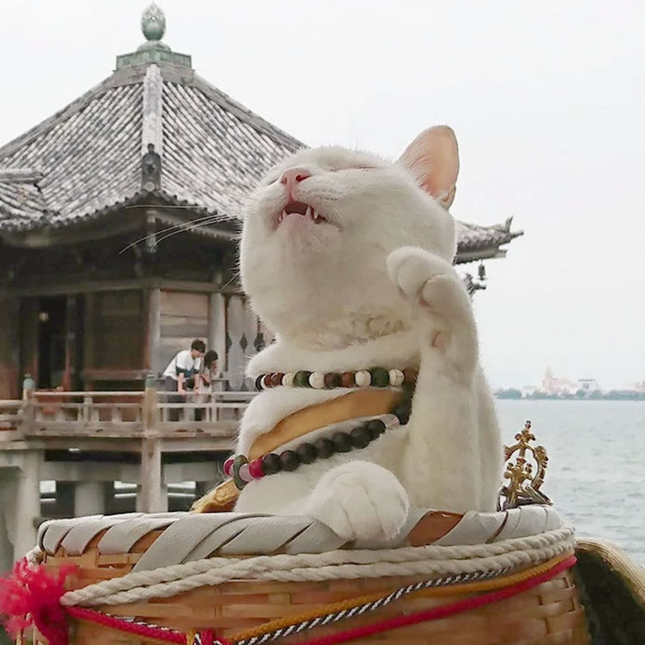 Au Japon, il existe un temple dédié aux chats #11