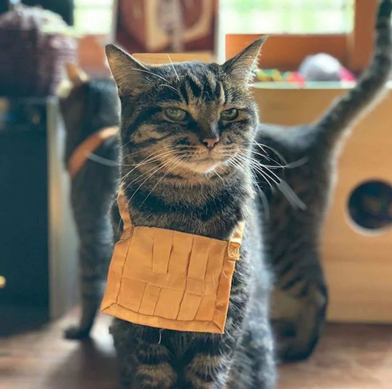 Au Japon, il existe un temple dédié aux chats #10