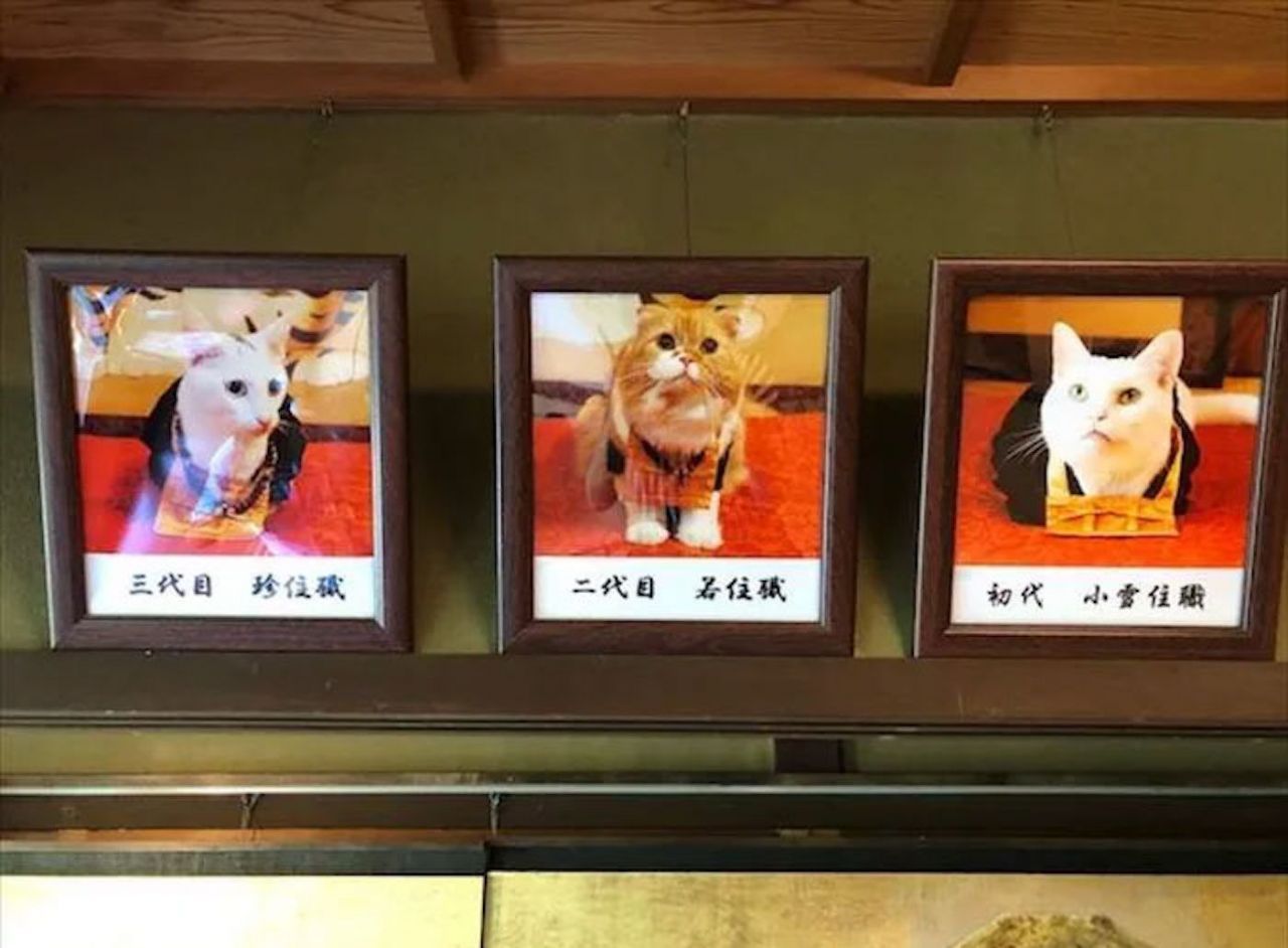 Au Japon, il existe un temple dédié aux chats #8