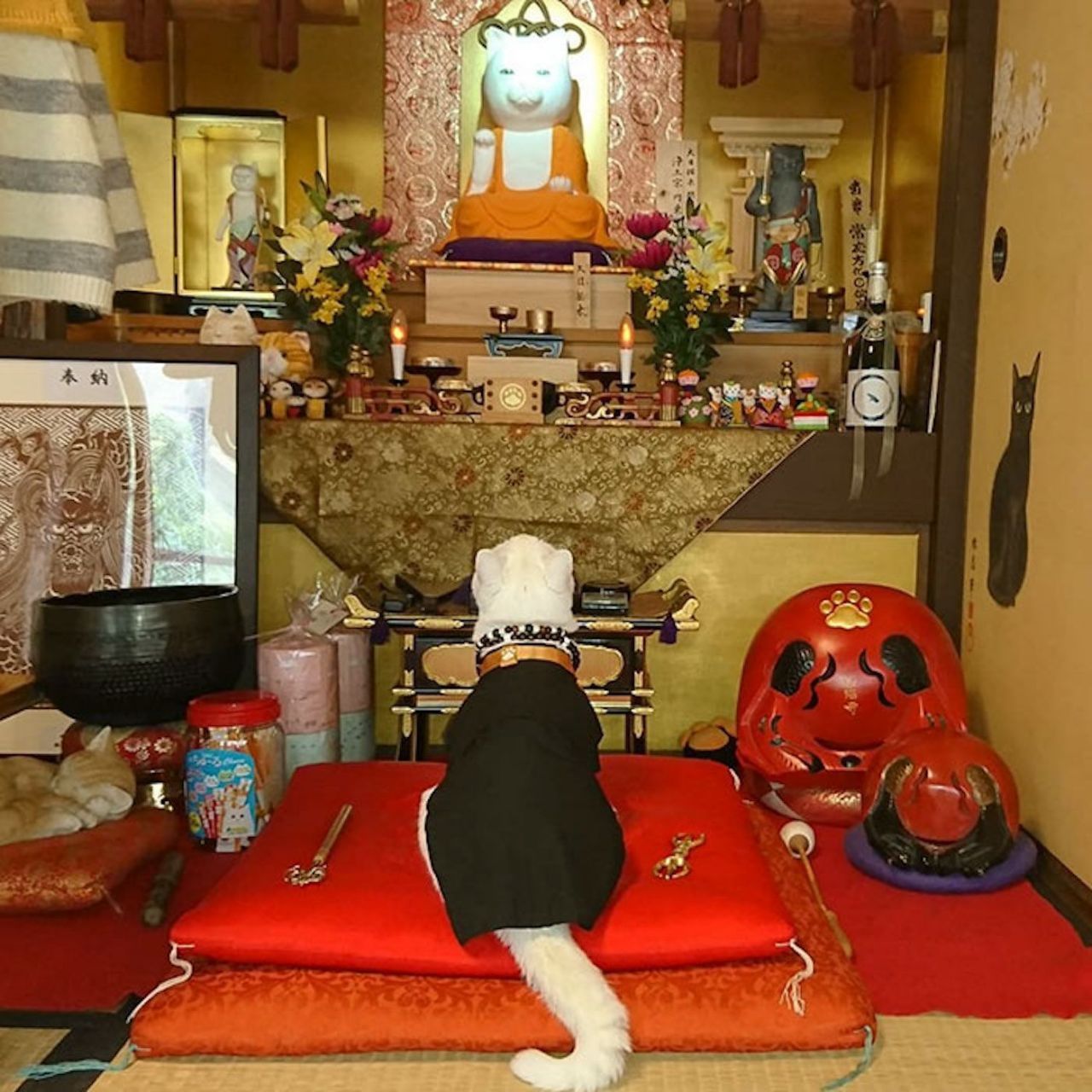 Au Japon, il existe un temple dédié aux chats #5