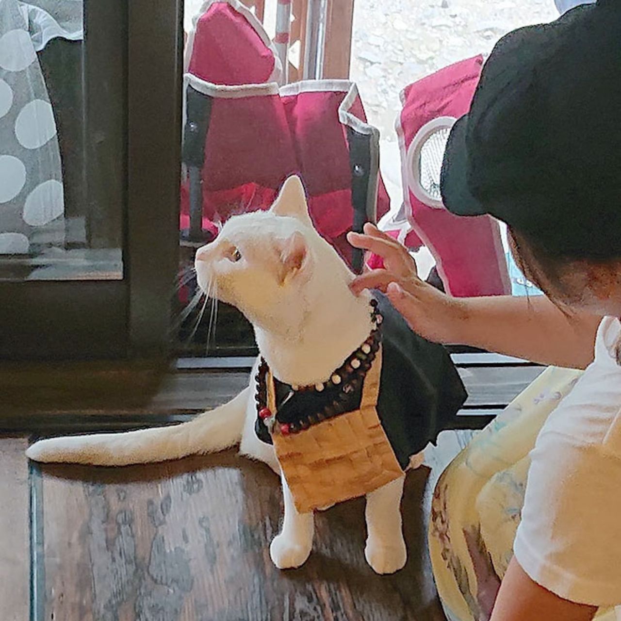 Au Japon, il existe un temple dédié aux chats #4