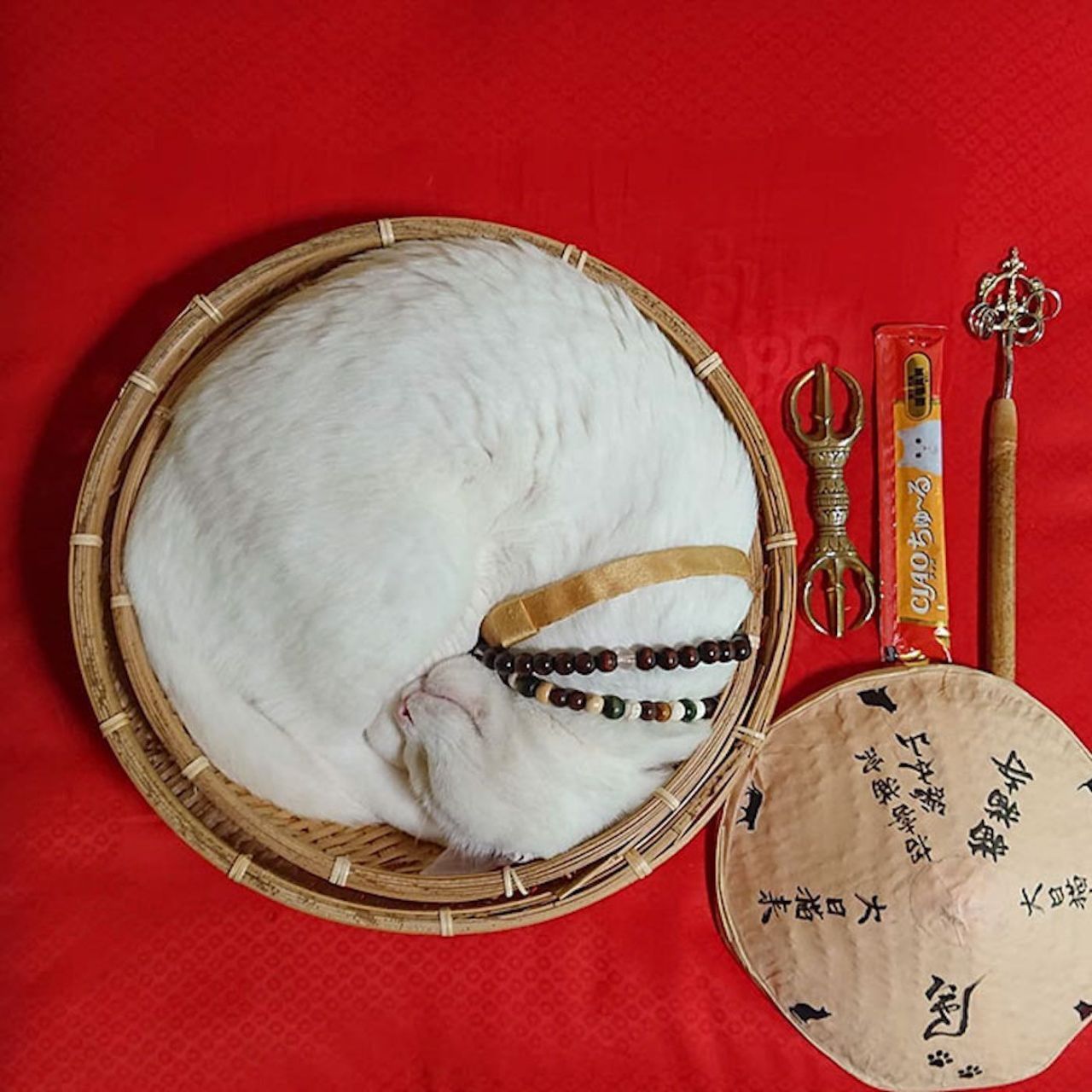 Au Japon, il existe un temple dédié aux chats #3