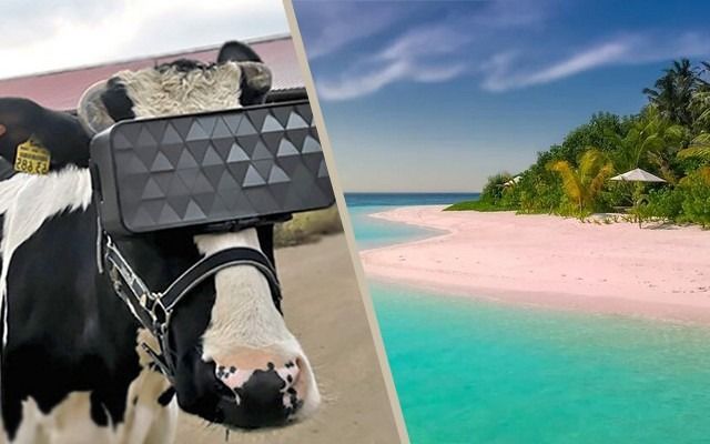 En Russie, la réalité virtuelle fait du bien aux vaches #2