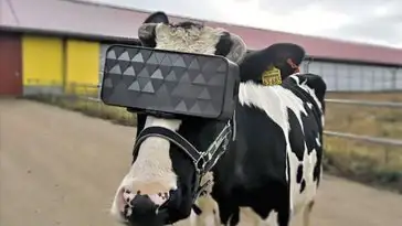 En Russie, la réalité virtuelle fait du bien aux vaches