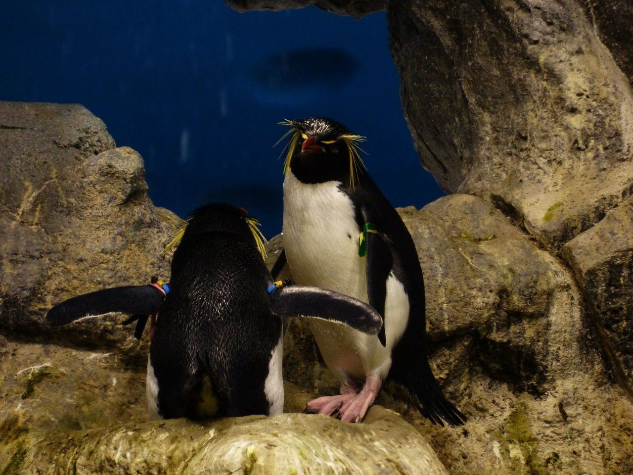 Coronavirus : ces deux manchots déambulent dans un aquarium fermé à la rencontre des autres résidents #2