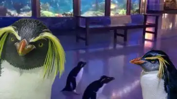 Coronavirus : ces deux manchots déambulent dans un aquarium fermé à la rencontre des autres résidents
