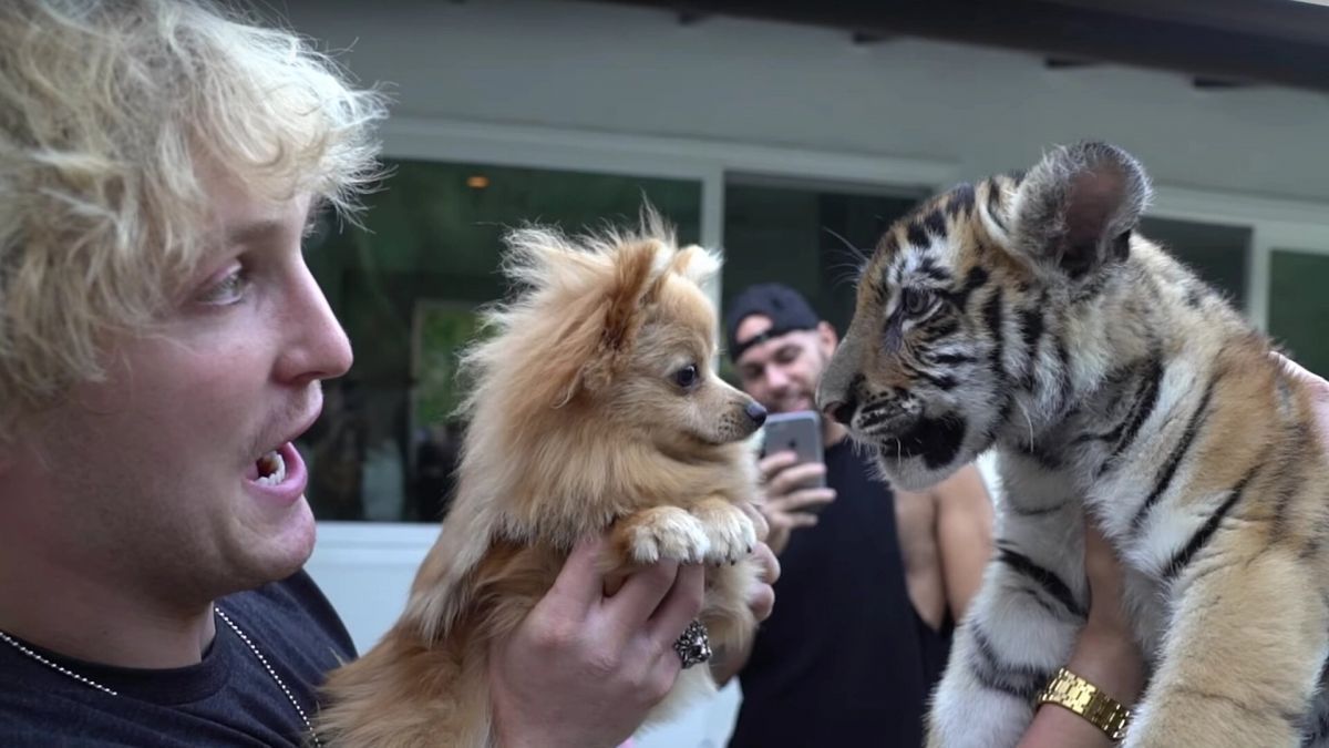 Logan Paul et Ibra TV vont s’affronter dans un combat