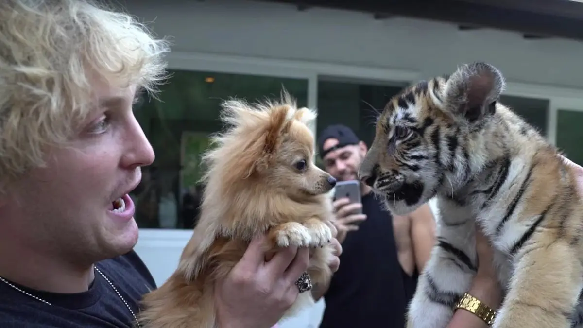 Logan Paul et Ibra TV vont s’affronter dans un combat