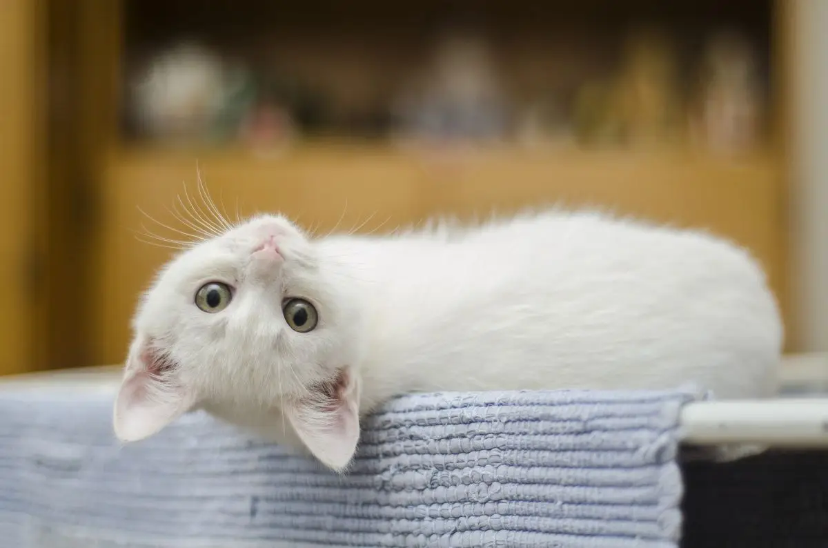 Coronavirus : les chats seraient immunisés contre le virus