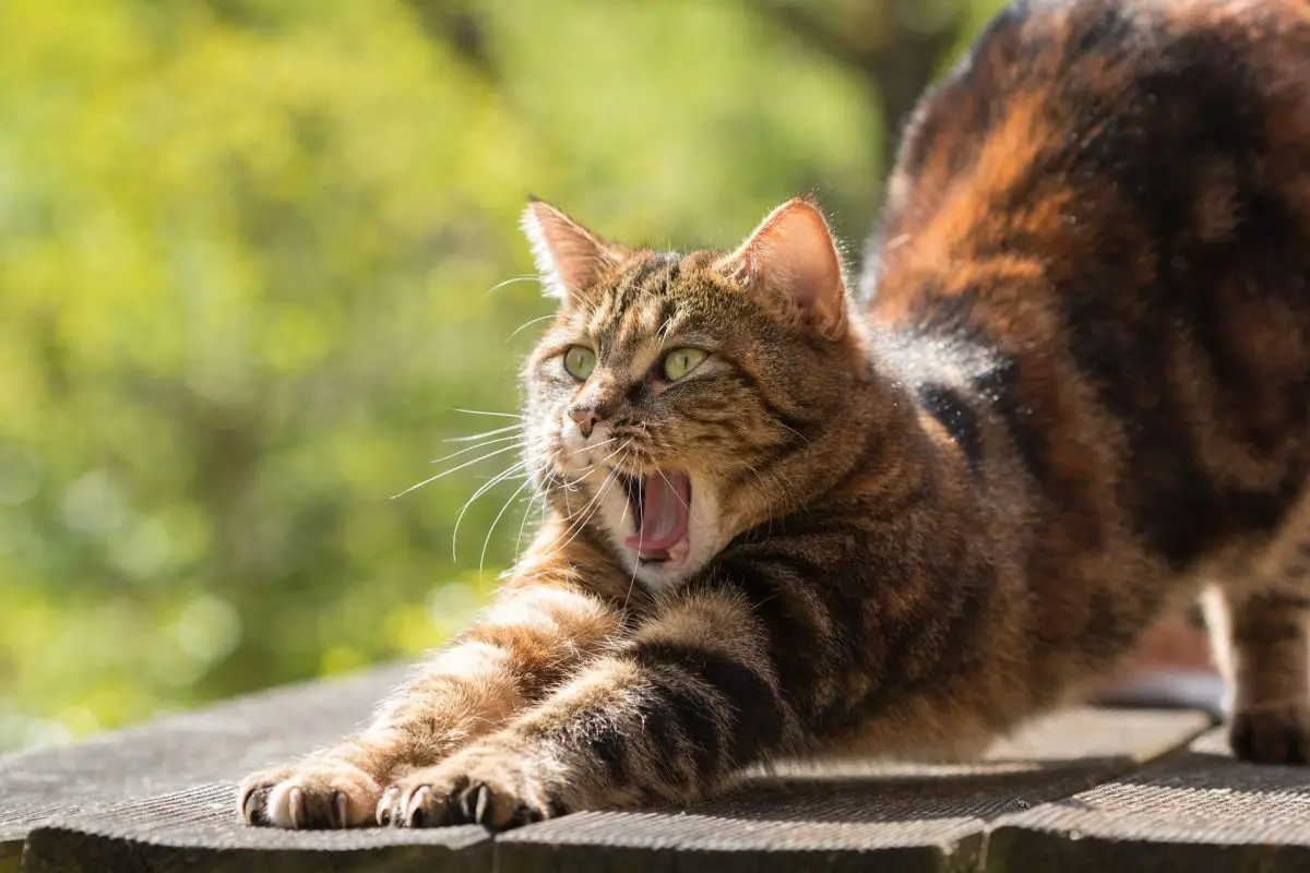 Coronavirus : les chats seraient immunisés contre le virus #2