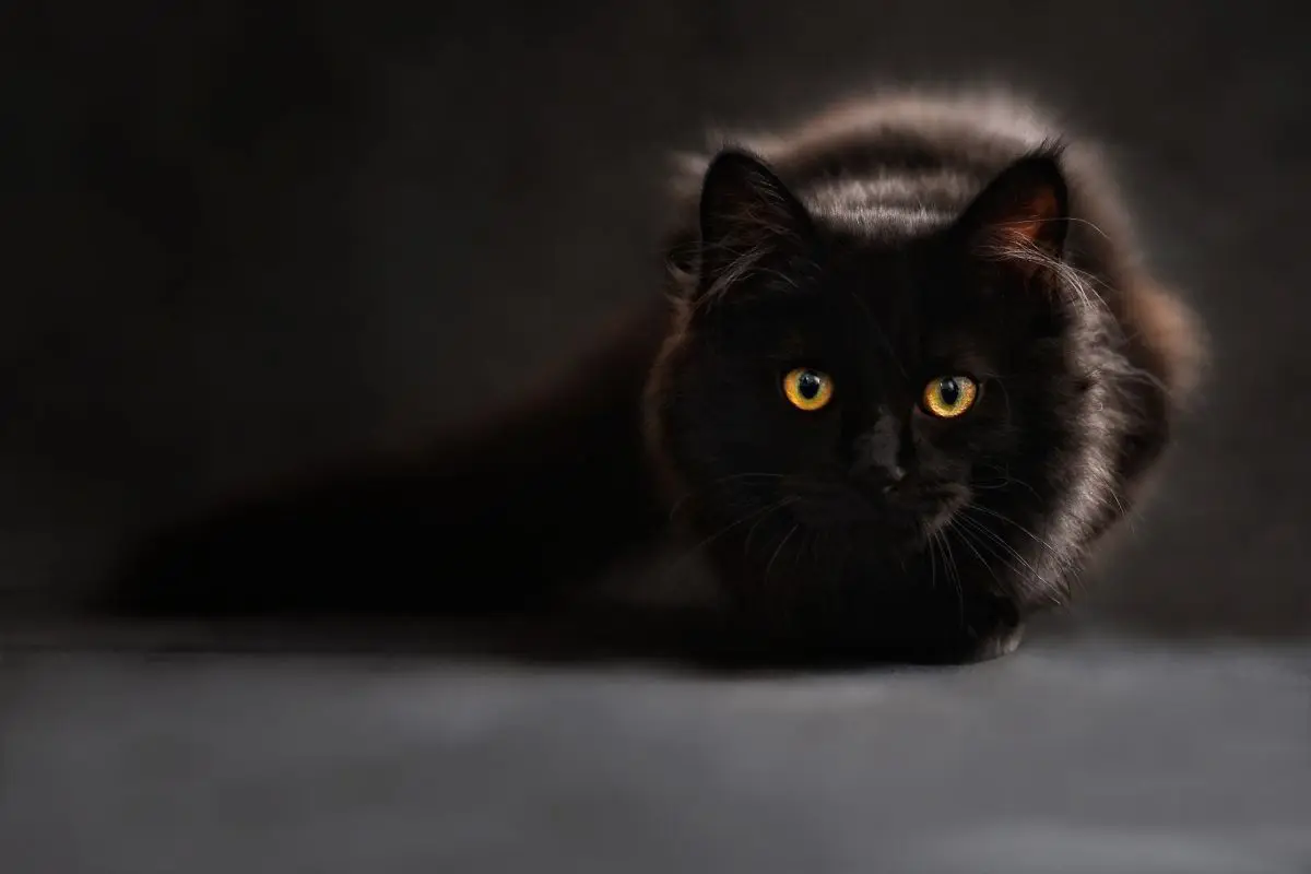 Coronavirus : les chats seraient immunisés contre le virus #3
