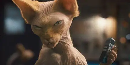 Coronavirus : les chats seraient immunisés contre le virus #4