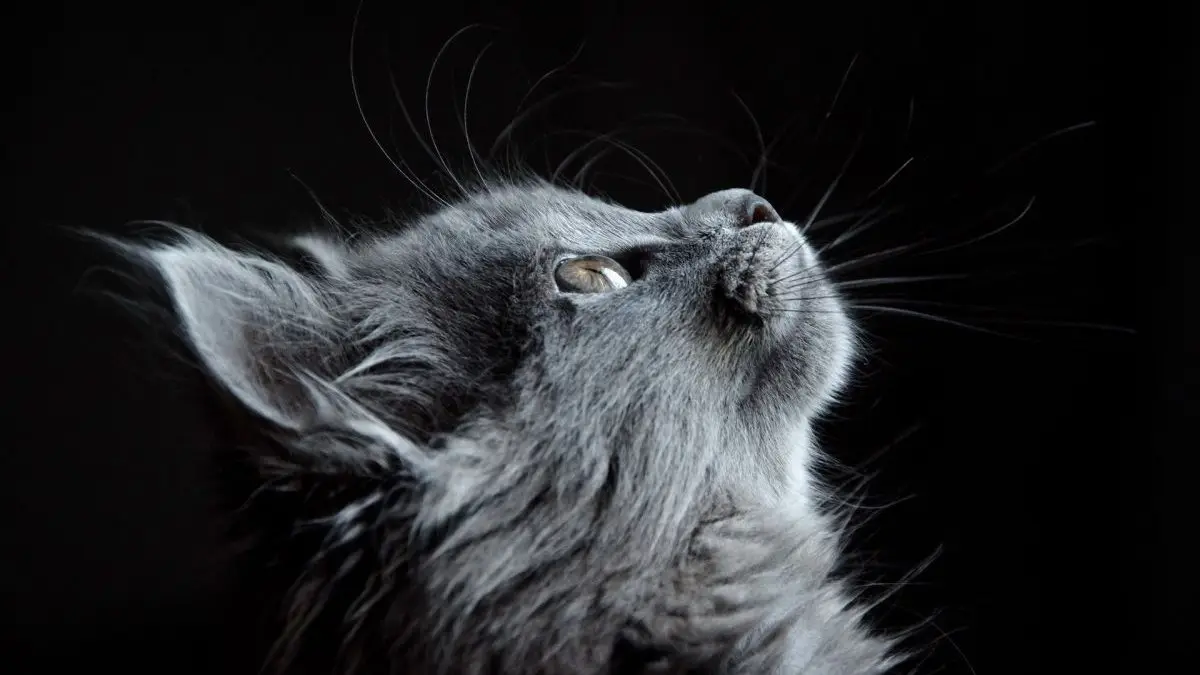 Coronavirus : les chats seraient immunisés contre le virus