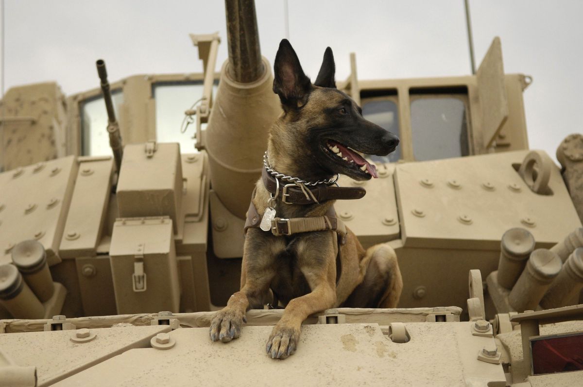Des chiens de guerre bientôt équipés de lunettes à réalité augmentée dans l’armée américaine