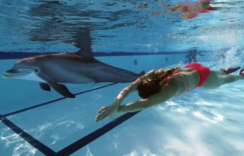 Ces dauphins-robots plus vrais que nature remplaceront bientôt les animaux des parcs aquatiques