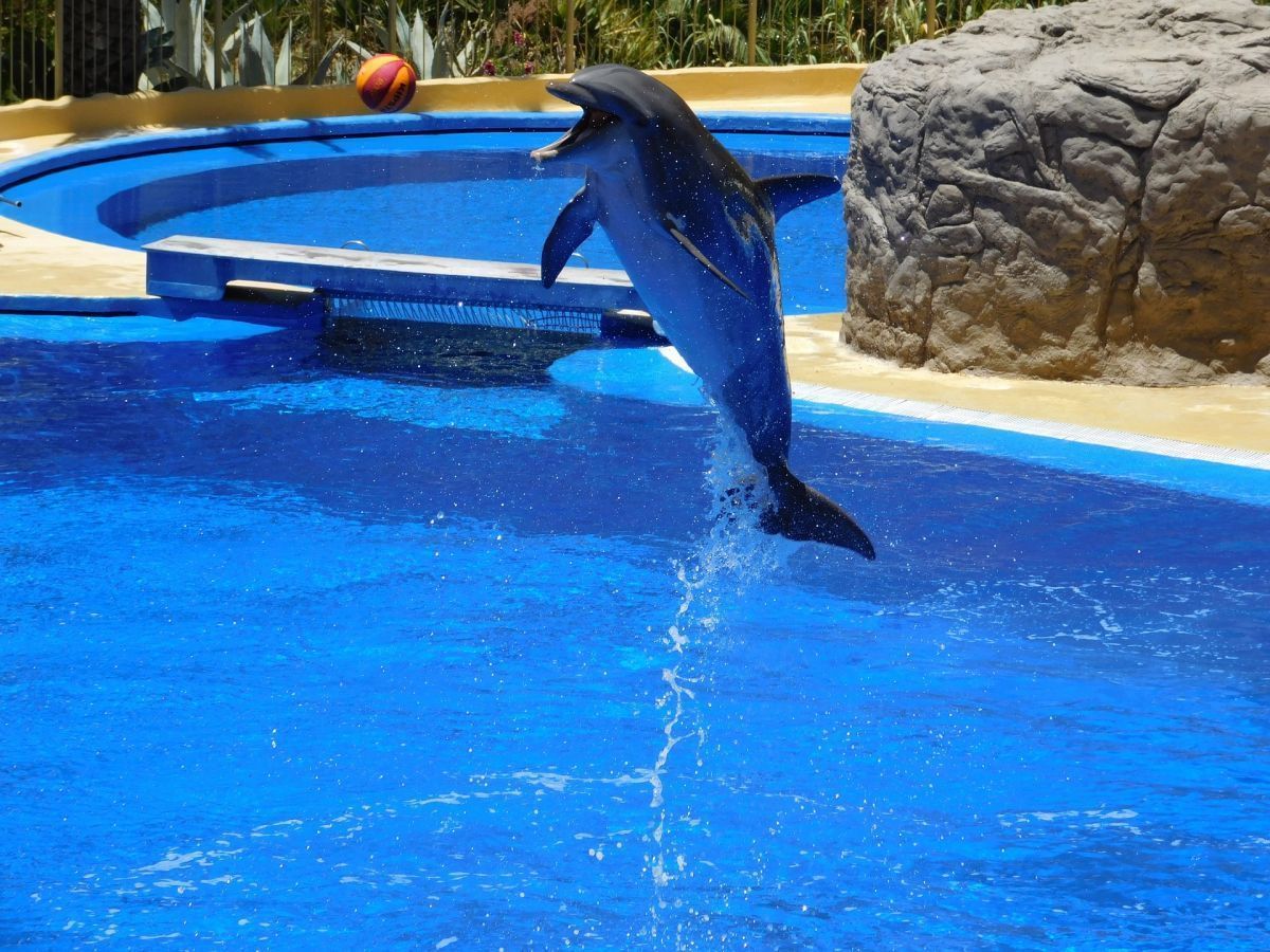 Ces dauphins-robots plus vrais que nature remplaceront bientôt les animaux des parcs aquatiques #3