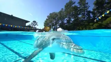 Ces dauphins-robots plus vrais que nature remplaceront bientôt les animaux des parcs aquatiques
