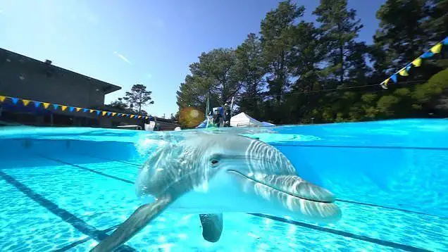Ces dauphins-robots plus vrais que nature remplaceront bientôt les animaux des parcs aquatiques