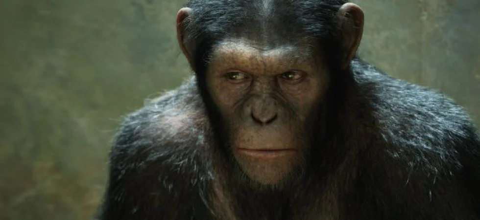 Des chercheurs introduisent un gène humain dans un fœtus de singe et doublent la taille de son cerveau #4