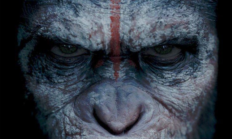 Des chercheurs introduisent un gène humain dans un fœtus de singe et doublent la taille de son cerveau