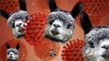 Covid-19 : les lamas pourraient être la clé d’un vaccin contre le coronavirus