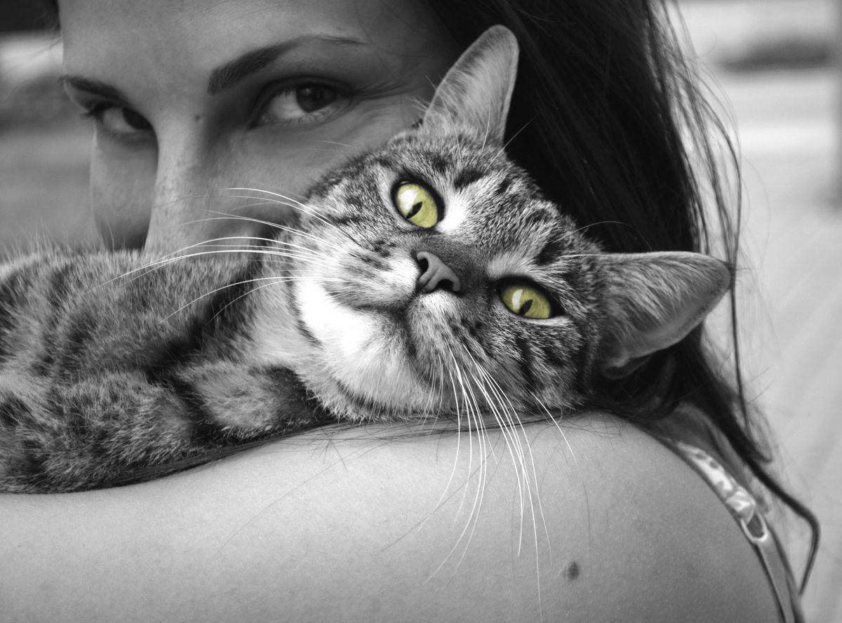 MeowTalk : une appli qui traduit les miaulements de votre chat