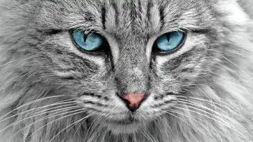 MeowTalk : une appli qui traduit les miaulements de votre chat